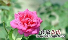 月季花是在几月份开花的 月季花是在几月份开