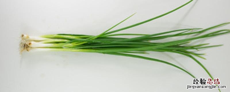 香葱种植技术和种植时间 香葱什么时候种植最佳