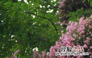 美花石斛的功效与作用 美花石斛有什么功效