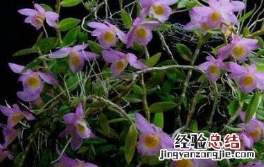 美花石斛的功效与作用 美花石斛有什么功效