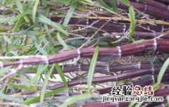 紫皮石斛怎么种植盆栽 紫皮石斛怎么种
