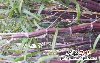 紫皮石斛怎么种植盆栽 紫皮石斛怎么种