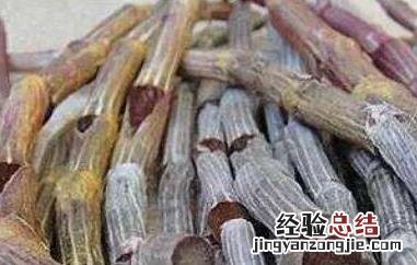 紫皮石斛怎么种植盆栽 紫皮石斛怎么种