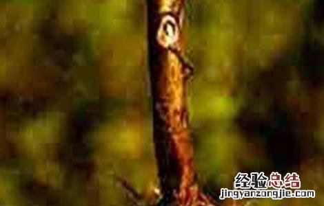 芝麻常见病虫害的防治方法 芝麻常见病虫害的防治