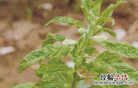 芝麻常见病虫害的防治方法 芝麻常见病虫害的防治