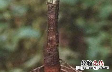 芝麻常见病虫害的防治方法 芝麻常见病虫害的防治