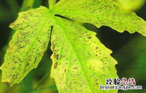 芝麻常见病虫害的防治方法 芝麻常见病虫害的防治
