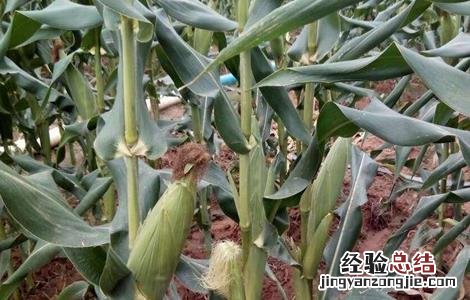 水果玉米的种植技术视频 水果玉米的种植技术