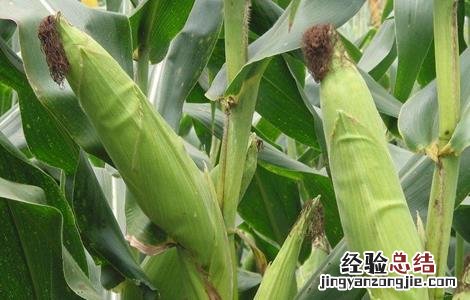 水果玉米的种植技术视频 水果玉米的种植技术