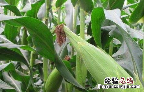 水果玉米的种植技术视频 水果玉米的种植技术