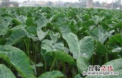 香芋怎么种好看 香芋怎么种好