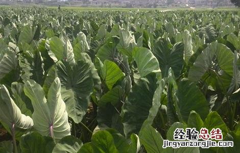 香芋怎么种好看 香芋怎么种好