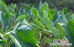 香芋怎么种好看 香芋怎么种好