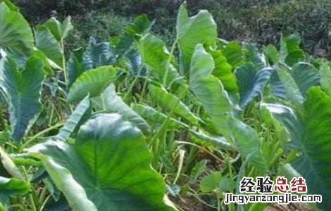香芋怎么种好看 香芋怎么种好