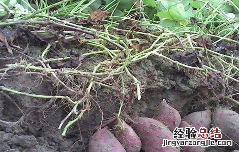红薯怎样施肥 红薯的施肥方法