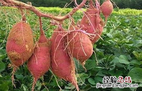 红薯怎样施肥 红薯的施肥方法