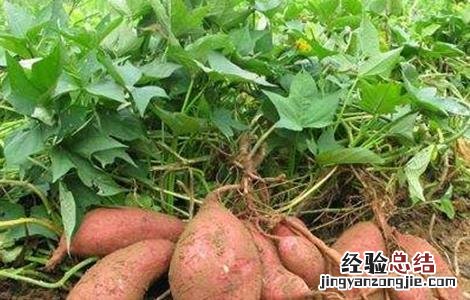 红薯怎样施肥 红薯的施肥方法