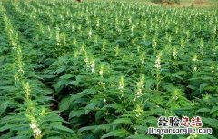 芝麻高产田间管理方法 芝麻高产田间管理