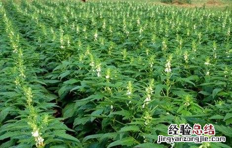芝麻高产田间管理方法 芝麻高产田间管理