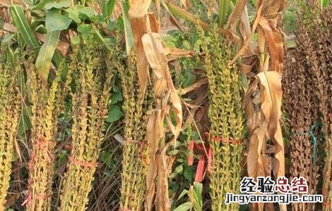 芝麻高产田间管理方法 芝麻高产田间管理
