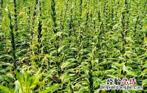芝麻高产田间管理方法 芝麻高产田间管理