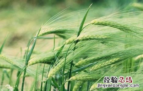 青稞种植技术 青稞种植技术,PPT