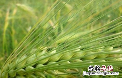青稞种植技术 青稞种植技术,PPT