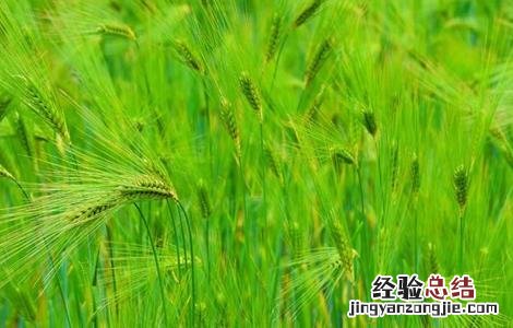 青稞种植技术 青稞种植技术,PPT