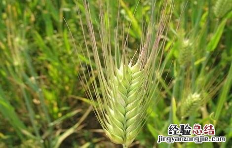 青稞种植技术 青稞种植技术,PPT