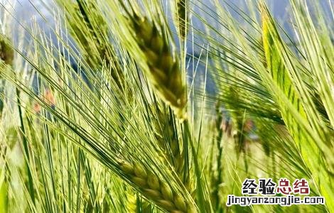 青稞种植技术 青稞种植技术,PPT