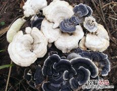 芝云的意思 此云芝非彼灵芝