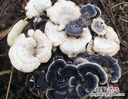 芝云的意思 此云芝非彼灵芝
