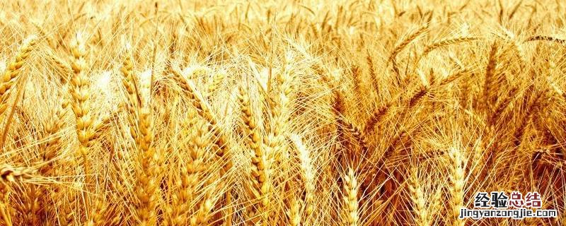 保存小麦的方法 用什么方法可以长期保存小麦