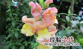春天适合种什么花 春天适合种什么花盆栽