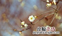 立春节气美句 关于立春的句子