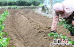 红薯育苗时间和方法 红薯育苗时间和方法和温度