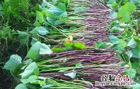 红薯育苗时间和方法 红薯育苗时间和方法和温度