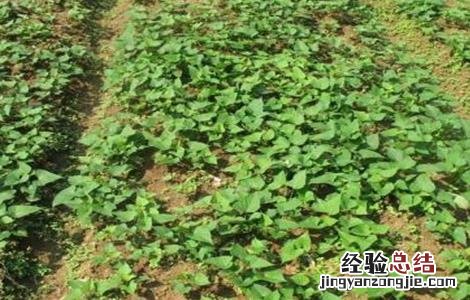 红薯育苗时间和方法 红薯育苗时间和方法和温度
