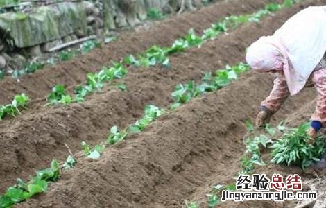 红薯育苗时间和方法 红薯育苗时间和方法和温度