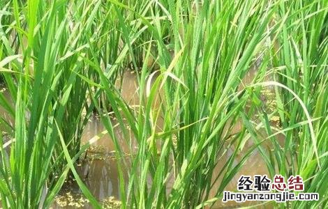 粳米种植技术 粳米种植技术与管理