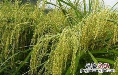 粳米种植技术 粳米种植技术与管理