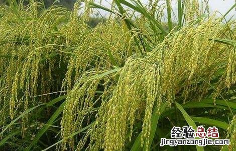 粳米种植技术 粳米种植技术与管理