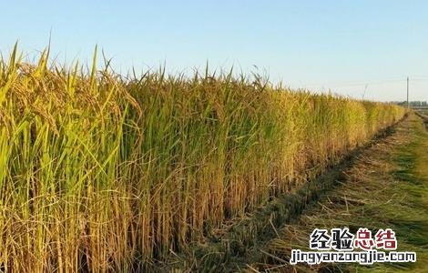 粳米种植技术 粳米种植技术与管理
