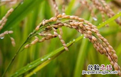 粳米种植技术 粳米种植技术与管理