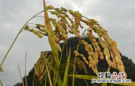 粳米种植技术 粳米种植技术与管理