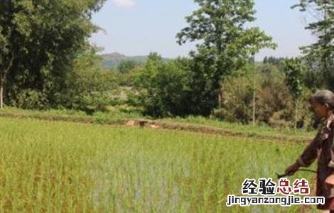 水稻施肥注意事项和技巧 水稻施肥注意事项