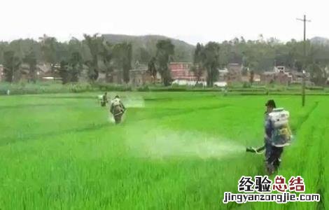 水稻施肥注意事项和技巧 水稻施肥注意事项