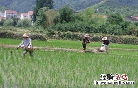 水稻施肥注意事项和技巧 水稻施肥注意事项