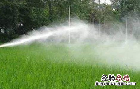 水稻施肥注意事项和技巧 水稻施肥注意事项