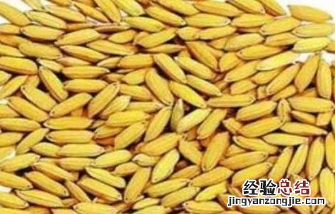水稻种子发芽率怎么做 如何提高水稻种子发芽率